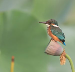 Common Kingfisher, 普通翠鸟, Alcedo atthis-gallery-