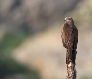 Black Kite, 黑鸢, Milvus migrans-gallery-