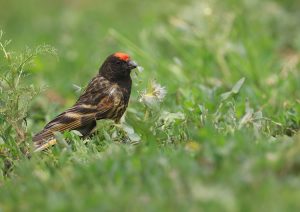 Red-fronted Serin, 金额丝雀, Serinus pusillus-gallery-