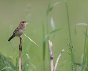 Common Grasshopper Warbler, 黑斑蝗莺, Locustella naevia-gallery-