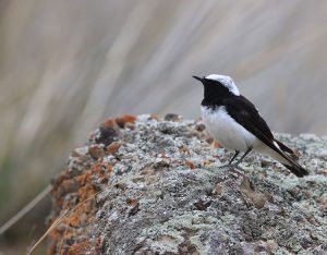 Pied Wheatear, 白顶䳭, Oenanthe pleschanka-gallery-