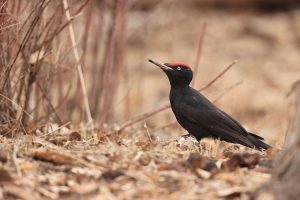 Black Woodpecker, 黑啄木鸟, Dryocopus martius-gallery-