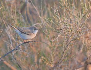 Asian Desert Warbler, 亚洲漠地林莺, Sylvia nana-gallery-