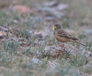 Ortolan Bunting, 圃鹀, Emberiza hortulana-gallery-