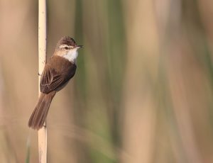 Paddyfield Warbler, 稻田苇莺, Acrocephalus agricola-gallery-