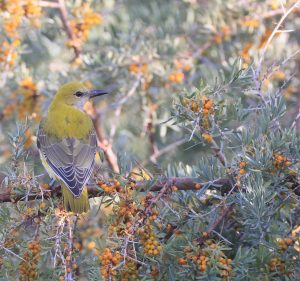 Indian Golden Oriole, 印度金黄鹂, Oriolus kundoo-gallery-