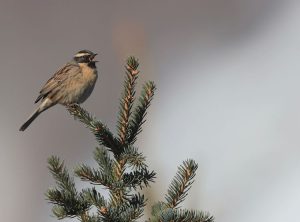 Black-throated Accentor, 黑喉岩鹨, Prunella atrogularis-gallery-