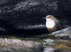 White-throated Dipper, 河乌, Cinclus cinclus-gallery-