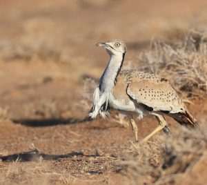 MacQueen’s Bustard, 波斑鸨, Chlamydotis macqueenii-gallery-