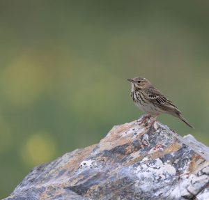 Tree Pipit, 林鹨, Anthus trivialis-gallery-