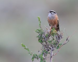 Rock Bunting, 灰眉岩鹀, Emberiza cia-gallery-