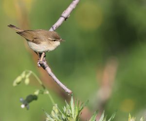 Common Chiffchaff, 叽喳柳莺, Phylloscopus collybita-gallery-