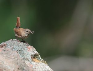 Eurasian Wren, 鹪鹩, Troglodytes troglodytes-gallery-