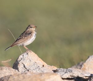 Hume’s Short-toed Lark, 细嘴短趾百灵, Calandrella acutirostris-gallery-