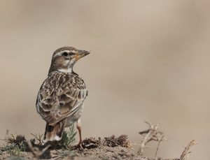 Bimaculated Lark, 二斑百灵, Melanocorypha bimaculata-gallery-