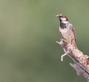 Spanish Sparrow, 黑胸麻雀, Passer hispaniolensis-gallery-