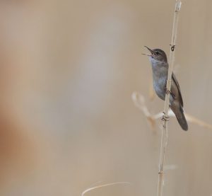 Savi’s Warbler, 鸲蝗莺, Locustella luscinioides-gallery-