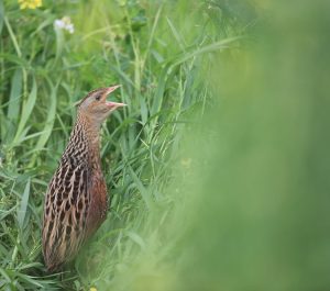 Corn Crake, 长脚秧鸡, Crex crex-gallery-