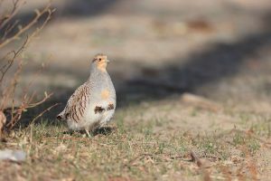 Daurian Partridge, 斑翅山鹑, Perdix dauurica-gallery-