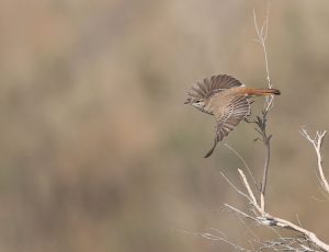 Rufous-tailed Scrub Robin, 棕薮鸲, Cercotrichas galactotes-gallery-