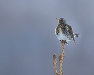 Fieldfare, 田鸫, Turdus pilaris-gallery-