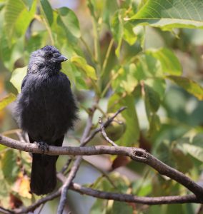 Western Jackdaw, 寒鸦, Coloeus monedula-gallery-