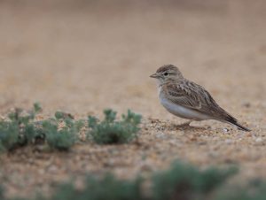 Greater Short-toed Lark, 大短趾百灵, Calandrella brachydactyla-gallery-