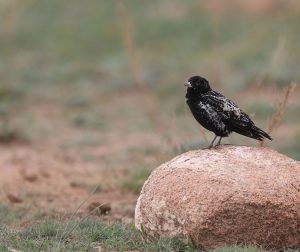 Black Lark, 黑百灵, Melanocorypha yeltoniensis-gallery-