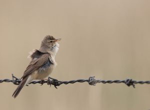 Booted Warbler, 靴篱莺, Iduna caligata-gallery-