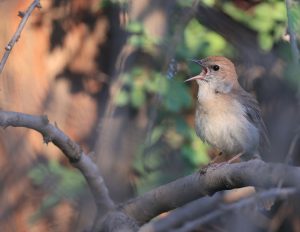 Common Nightingale, 新疆歌鸲, Luscinia megarhynchos-gallery-