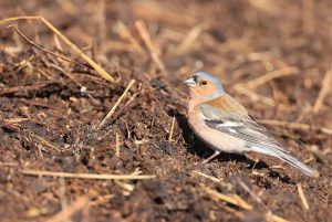 Common Chaffinch, 苍头燕雀, Fringilla coelebs-gallery-