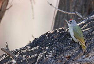 Grey-headed Woodpecker, 灰头蓝啄木鸟, Picus canus-gallery-