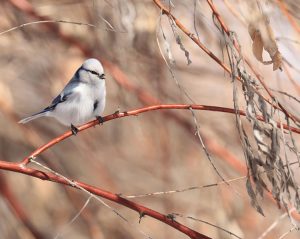 Azure Tit, 灰蓝山雀, Cyanistes cyanus-gallery-