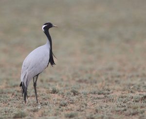 Demoiselle Crane, 蓑羽鹤, Grus virgo-gallery-