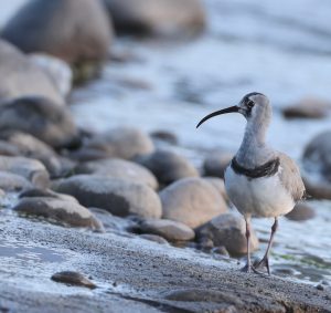 Ibisbill, 鹮嘴鹬, Ibidorhyncha struthersii-gallery-