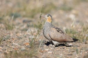 Tibetan Sandgrouse, 西藏毛腿沙鸡, Syrrhaptes tibetanus-gallery-