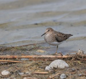 Temminck’s Stint, 青脚滨鹬, Calidris temminckii-gallery-