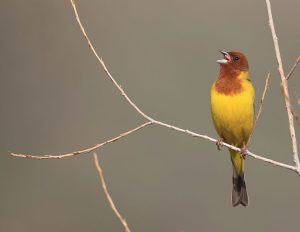 Red-headed Bunting, 褐头鹀, Emberiza bruniceps-gallery-