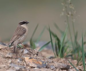 Brown Accentor, 褐岩鹨, Prunella fulvescens-gallery-