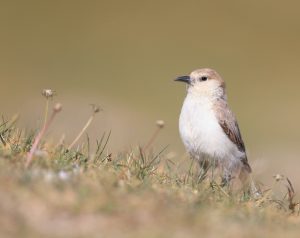 Ground Tit, 褐背拟地鸦, Pseudopodoces humilis-gallery-