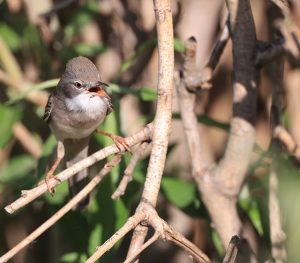 Common Whitethroat, 灰白喉林莺, Sylvia communis-gallery-