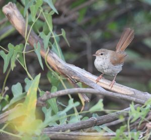 Cetti’s Warbler, 宽尾树莺, Cettia cetti-gallery-