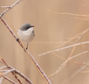 Desert Whitethroat, 沙白喉林莺, Sylvia minula-gallery-