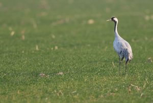 Common Crane, 灰鹤, Grus grus-gallery-