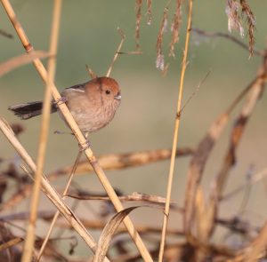 Vinous-throated Parrotbill, 棕头鸦雀, Sinosuthora webbiana-gallery-