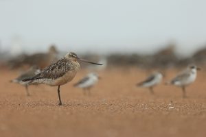 Bar-tailed Godwit, 斑尾塍鹬, Limosa lapponica-gallery-