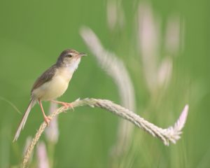 Plain Prinia, 纯色山鹪莺, Prinia inornata-gallery-