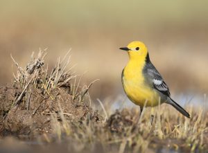 Citrine Wagtail, 黄头鹡鸰, Motacilla citreola-gallery-