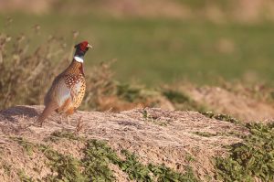 Common Pheasant, 雉鸡, Phasianus colchicus-gallery-