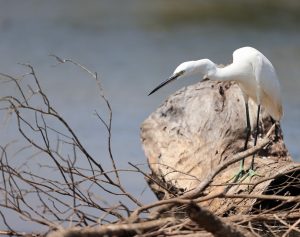 Little Egret, 白鹭, Egretta garzetta-gallery-